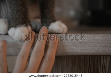 Gentle touch between human and cat. Owner fingers touch the feline paw gently. So cute interaction trust and warmth between person and pet. Closeup hand touching cat soft fur. Grainy evening light.