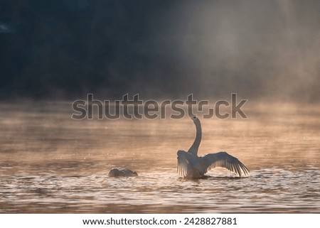 A gentle view of two white swans glowing in the morning frost in the winter light. Beautiful fog soars above the water. The love relationship between birds. Swans (Cygnus olor)