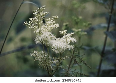 The gentle white flowers of meadowsweet at the stream in front of the green natural background.