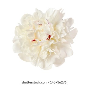 The Gentle White Peony Is Isolated On The White