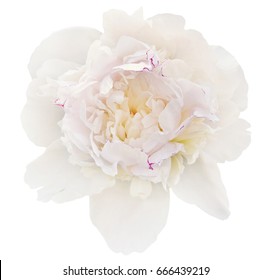 The Gentle White Peony Is Isolated On The White