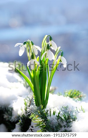 gentle white snowdrop flowers growth in snow. Beautiful spring natural background. early spring season concept