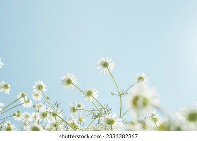 Gentle white spring flowers against blue clean sky