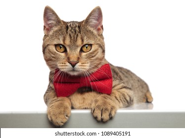Gentleman British Fold Cat Lying On White Bakground With Paws Hanging Wearing A Red Bowtie