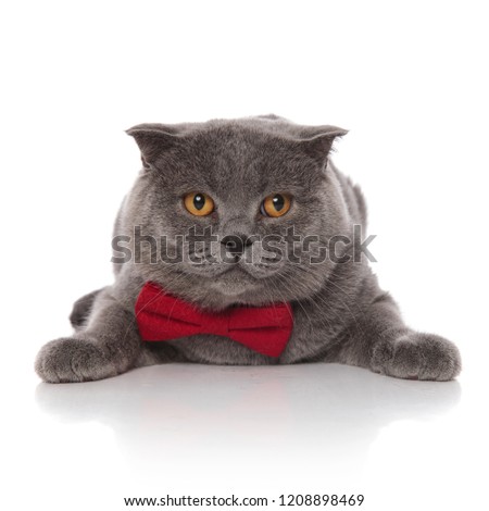 gentleman scotish fold with red bowties rests on his belly on white background