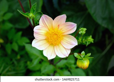 Non Flowering Plant High Res Stock Images Shutterstock