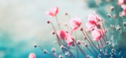 Flori Roz Ușor De Anemone în Aer Liber în Primăvara Verii Aproape Pe Fundal Turcoaz, Cu Focalizare Selectivă Moale. Imagine Delicată De Vis A Frumuseții Naturii.