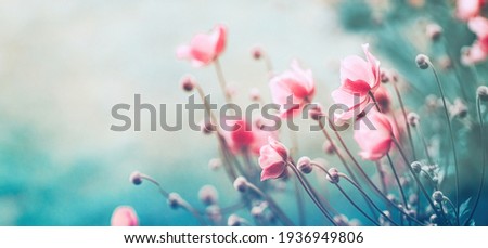 Gently pink flowers of anemones outdoors in summer spring close-up on turquoise background with soft selective focus. Delicate dreamy image of beauty of nature.