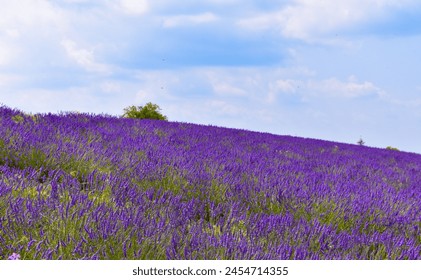 Gently sloping hill of lavender, Valensole Plateau.  Provence France.  Vibrant purple flowers contrast with a blue sky. - Powered by Shutterstock