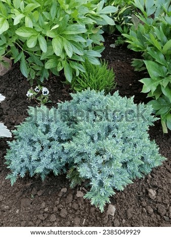 gently turquoise and blue Juniperus squamata Blue Star on a flower bed in a sunny garden. Floral Wallpaper