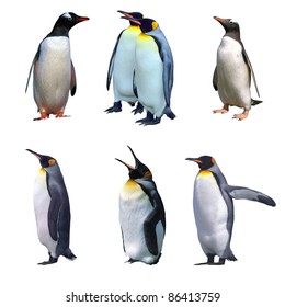 Gentoo And Emperor Penguin Isolated On White And Some With Clipping Paths