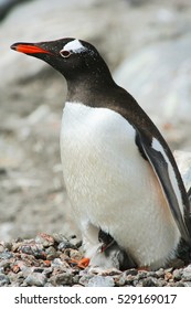 Gentoo Mother Penguin With Baby Chick In Antarctica