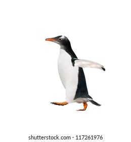 Gentoo Penguin