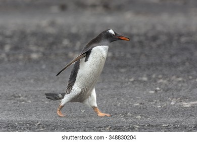 Gentoo Penguin - Shutterstock ID 348830204