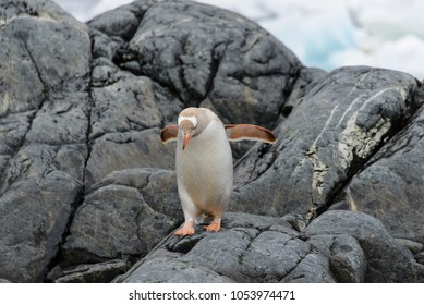 Gentoo Penguin Albino