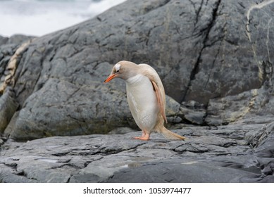 Gentoo Penguin Albino