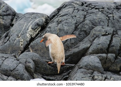 Gentoo Penguin Albino