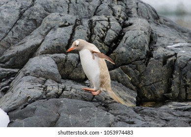 Gentoo Penguin Albino