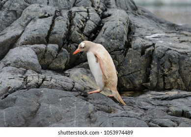 Gentoo Penguin Albino