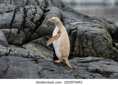 Gentoo Penguin Albino