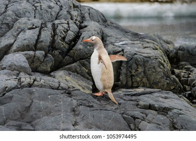 Gentoo Penguin Albino