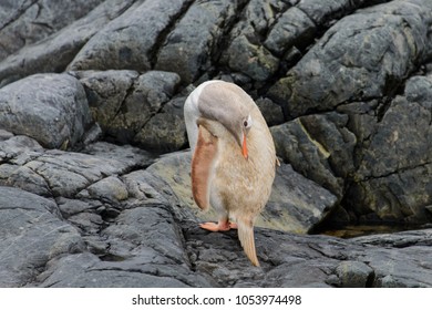 Gentoo Penguin Albino