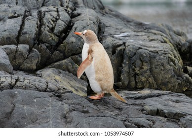 Gentoo Penguin Albino