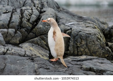 Gentoo Penguin Albino