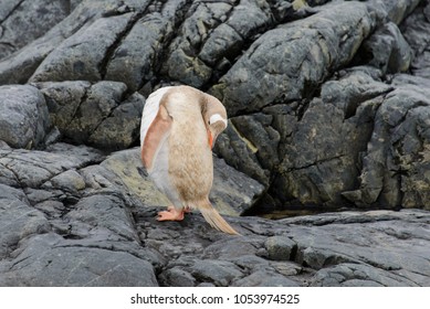 Gentoo Penguin Albino