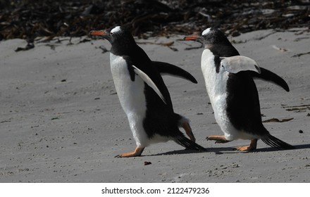 Gentoo Penguin, Antartica, Seabird, Feathers, Feather, Fish, Krill, Beak, Bird Nest, Endangered Species, Southern Ocean, Species, Bird, Flying, Fly, Cute, Adorable, Black And White, Waddle, Flipper