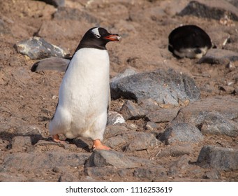 A Gentoo Penguin Carrying A Pebble To Build A Nest In Antarctica