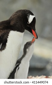 Gentoo Penguin With Chick