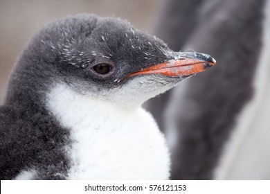 A Gentoo Penguin Chick.