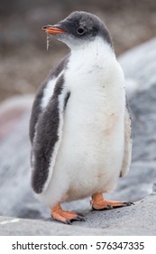 A Gentoo Penguin Chick.