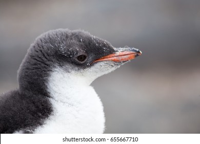 Gentoo Penguin Chick, Antarctica