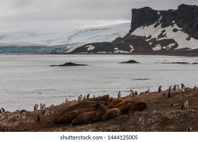 Seals Colony Images Stock Photos Vectors Shutterstock