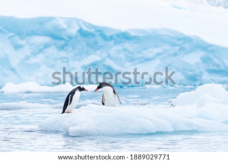 A gentoo penguin couple has a tender moment on a small berg
