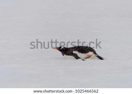 Gentoo penguin creeping
