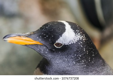 Gentoo Penguin Face, (Pygoscelis Papua)