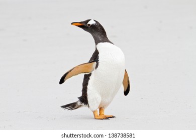 Gentoo Penguin, Falkland Islands