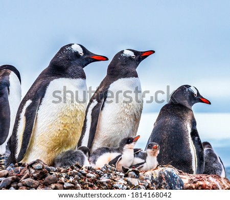 Gentoo Penguin Family and Chick Yankee Harbor Greenwich Island Antarctica