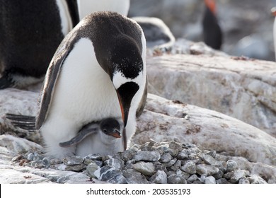 Gentoo Penguin Feading Baby, Nesting, Ronge Island, Antarctica