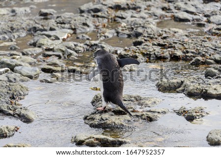 Gentoo penguin going on beach in Antarctica