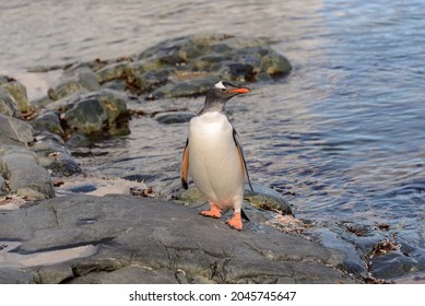 壁紙 ペンギン の写真素材 画像 写真 Shutterstock