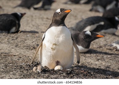 A Gentoo Penguin Guards The Pebble Filled Nest Awaiting The Hatching Of Their Chick