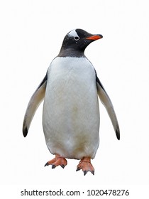 Gentoo Penguin Isolated On White