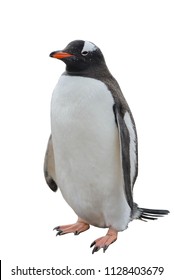 Gentoo Penguin Isolated On White Background