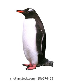 Gentoo Penguin Isolated Over White