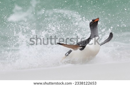Gentoo penguin, landing on beach; Magellanic, penguin landing on beach; Carcass Island, Falkland Islands