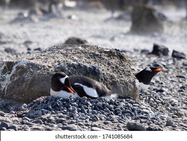 Gentoo Penguin Lying On It's Nest With A Pebble In His Beak.